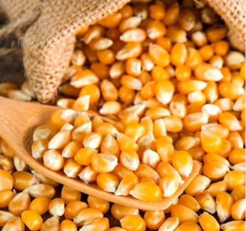 Maize